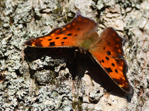 Eastern Comma Butterfly