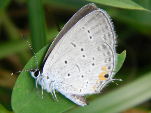 Eastern Tailed-Blue Butterfly