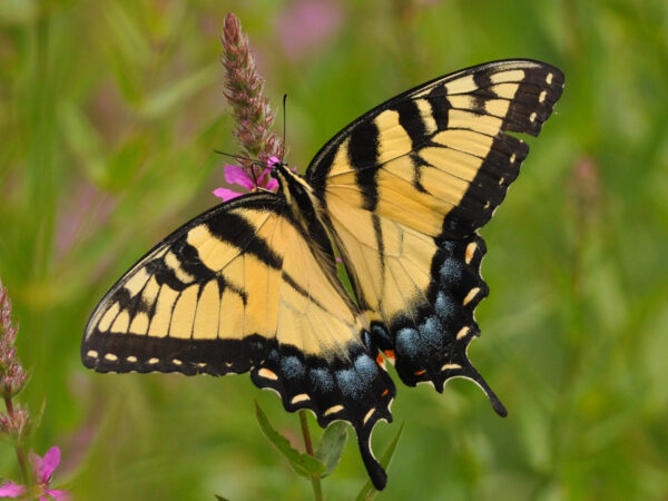 Eastern Tiger Swallowtail Butterfly