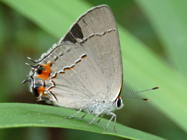 Gray Hair Streak Butterfly