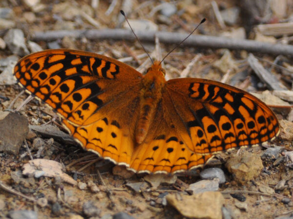 Great Spangled Fritillary Butterfly