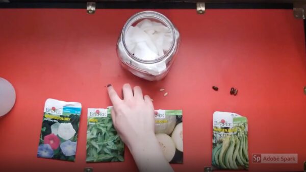 Assembling materials to make a greenhouse in a jar.