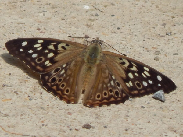 Hackberry Emperor Butterfly