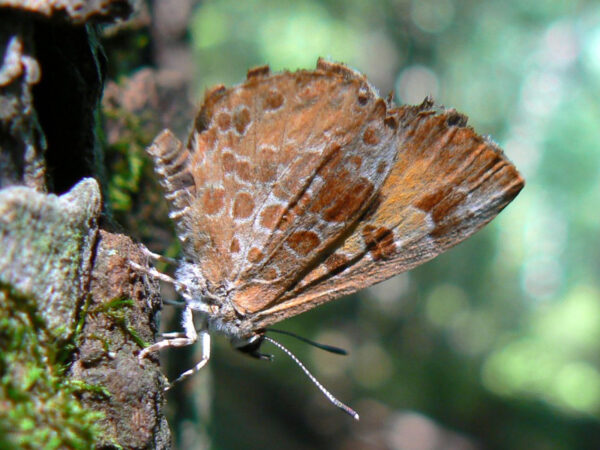 Harvester Butterfly