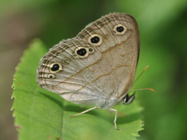 Little Wood Satyr Butterfly