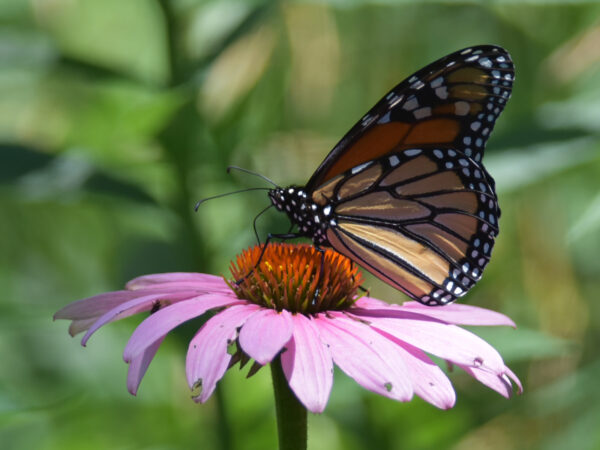 Monarch Butterfly