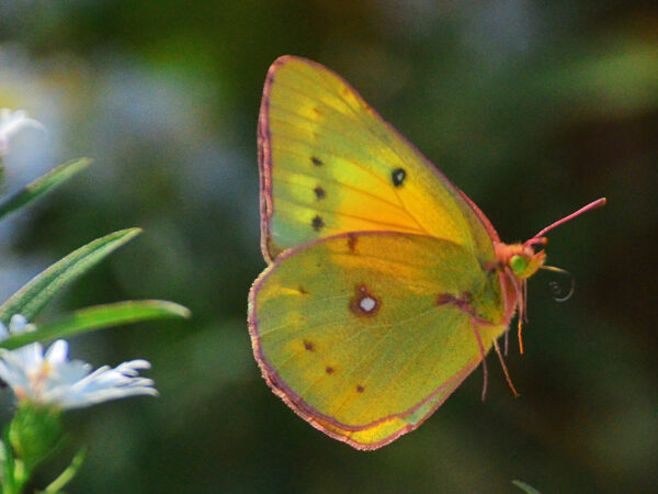 Orange Sulfur Butterfly