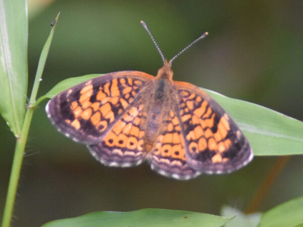 Pearl Crescent Butterfly