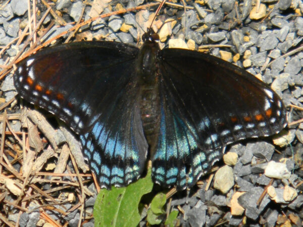 Red-Spotted Purple Butterfly