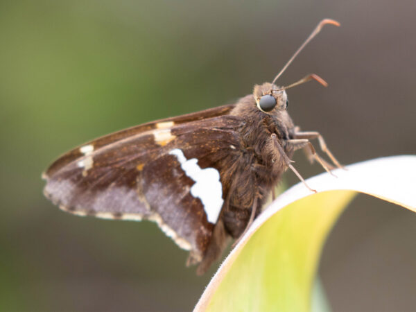 Silver-Spotted Skipper Butterfly