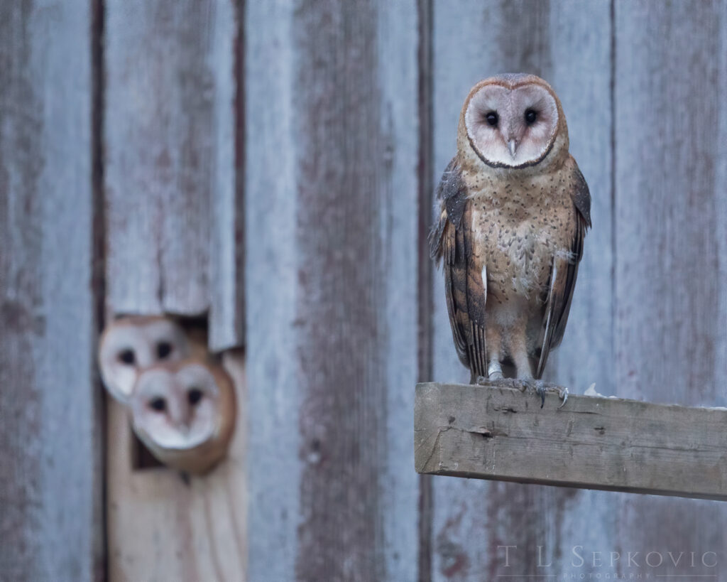 Two Barn Owls peer out of a nest while a third perches nearby.