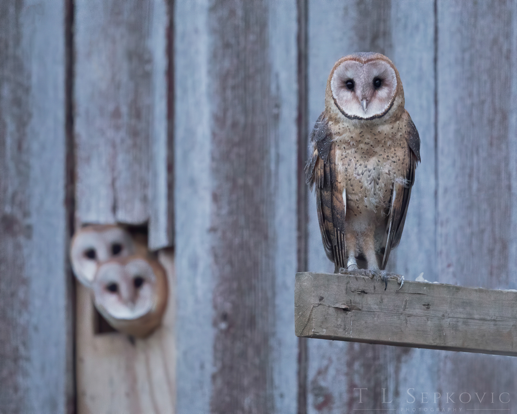 Image of two Barn Owls