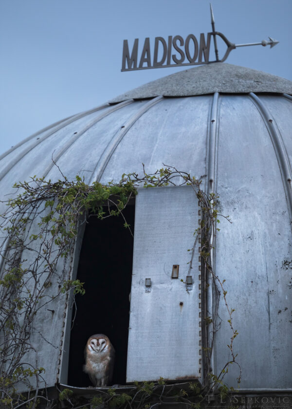 Adult female Barn Owl perched in the nearby silo