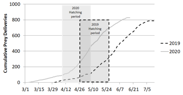 Graph of Cumulative Prey Deliveries during a barn owl hatching period