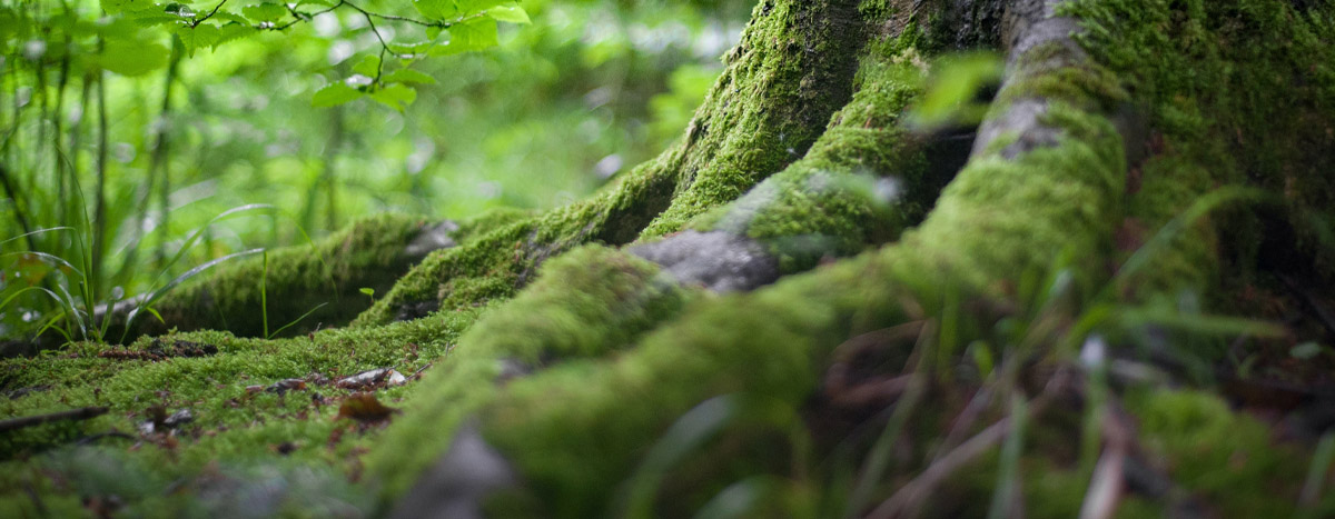 Image of mossy tree roots