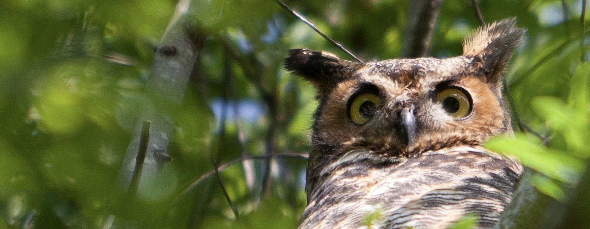 A Great Horned Owl in a tree