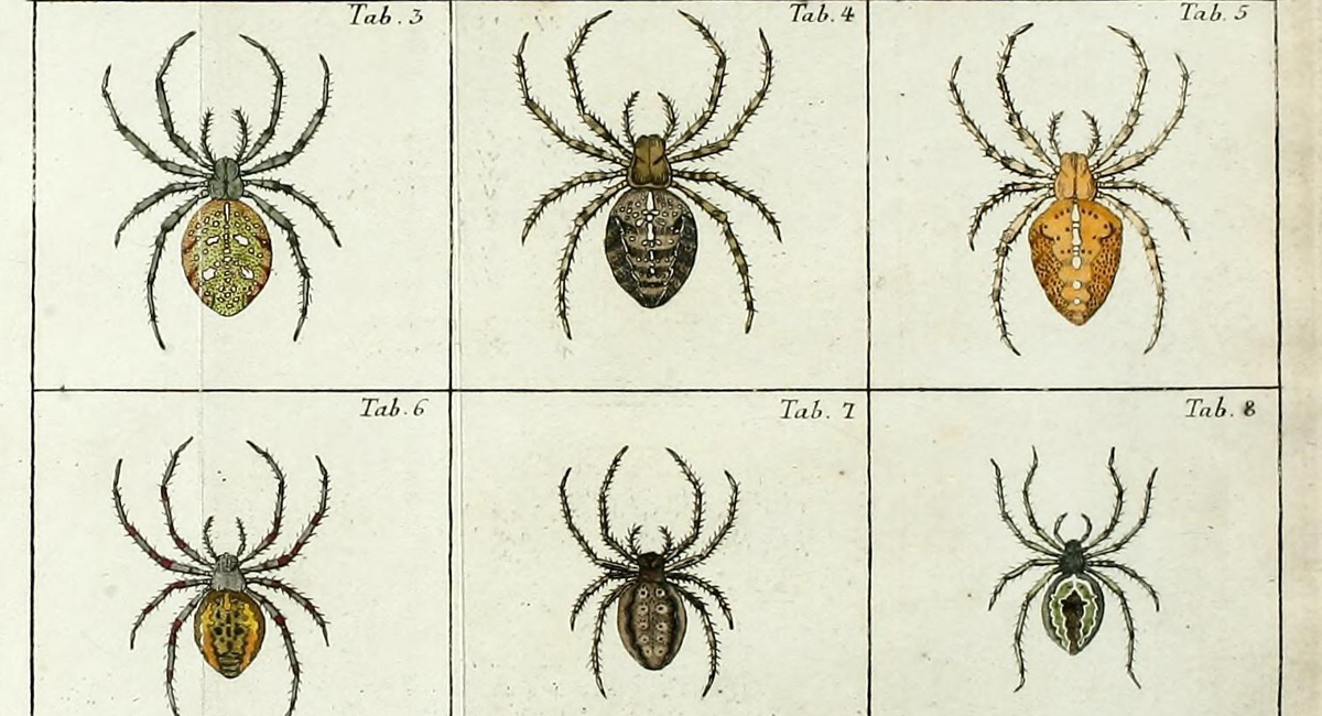 Illustration of spiders