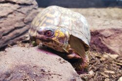 Aggi the Woodland Box Turtle