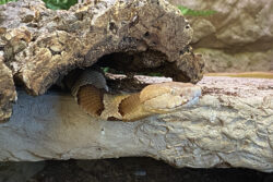 Arabella the Copperhead