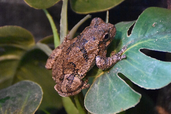 Elm the Eastern Gray Treefrog