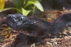 Franklin the Timber Rattlesnake