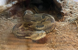 Gadsden the Timber Rattlesnake