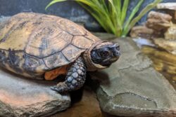 George the Wood Turtle