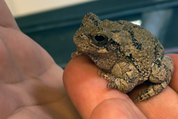 Hyla the Eastern Gray Treefrog