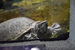 Kino the Eastern Musk Turtle