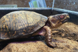 Otto the Woodland Box Turtle