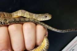 Scout the Northern Watersnake
