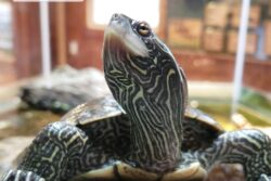 Topo the Northern Map Turtle