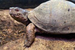 Tulpe the Woodland Box Turtle