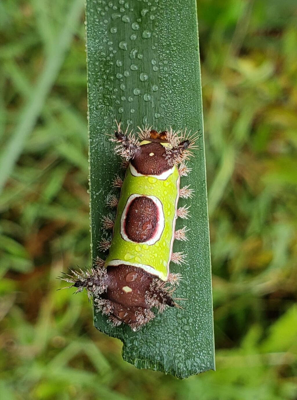 Image of a saddleback caterpillar