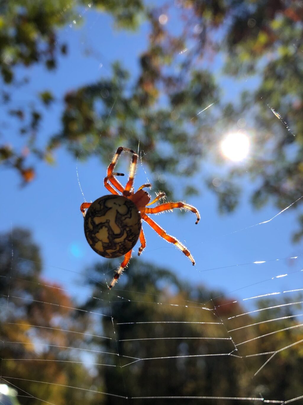 Image of a Marbled Orbweaver