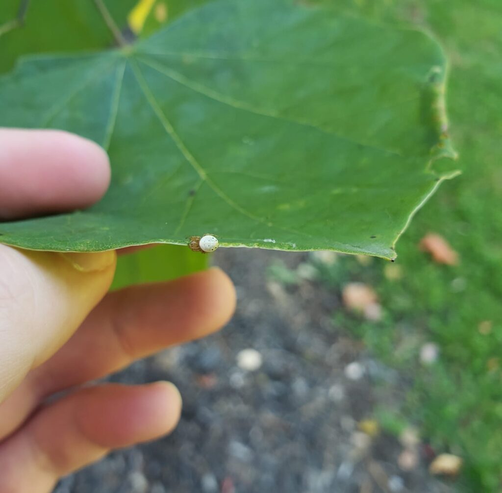 Image of a Cucumber Spider