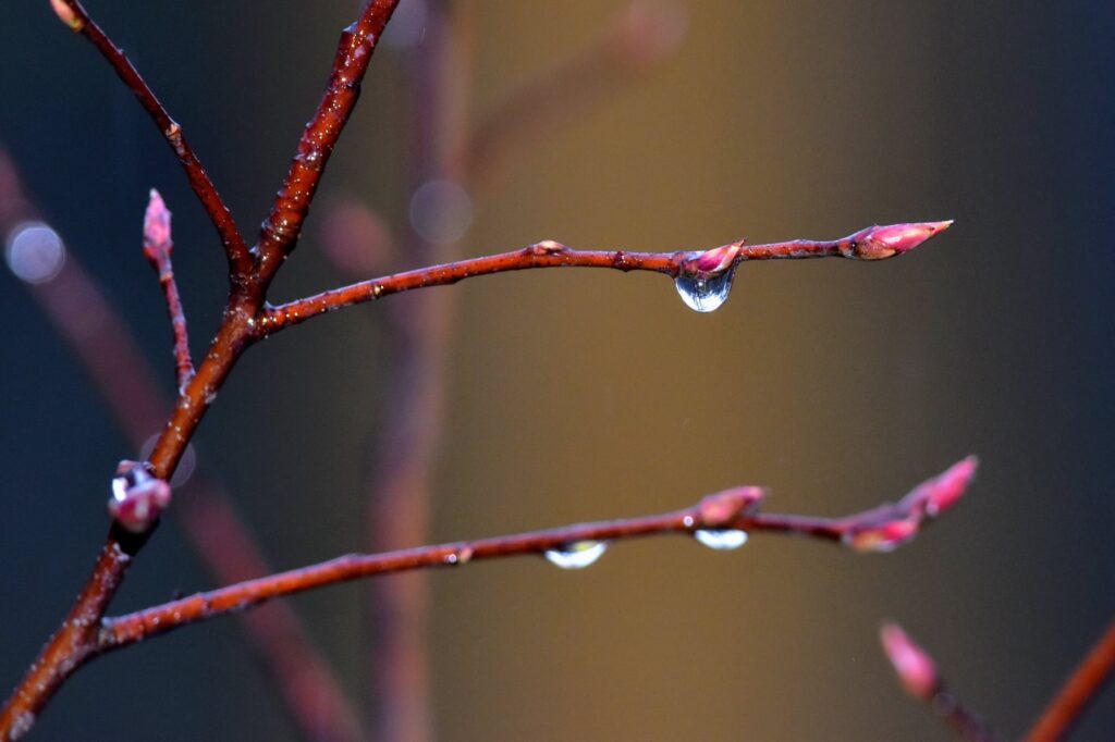 Image of water dripping from branches