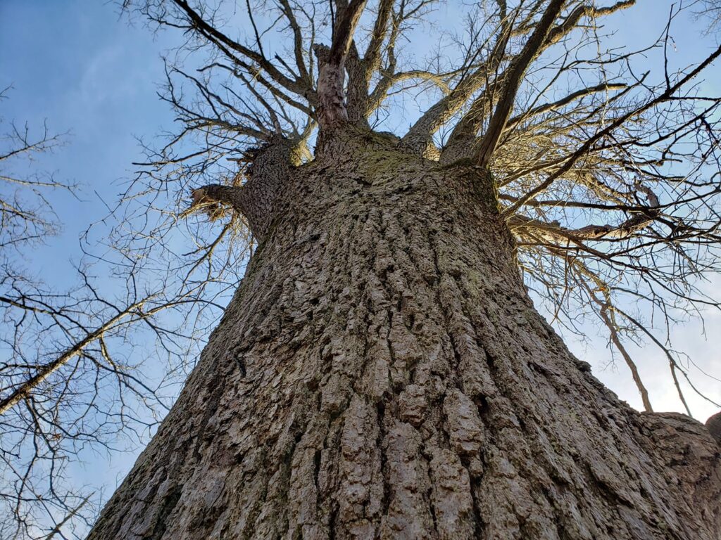 Image looking up at a tree trunk