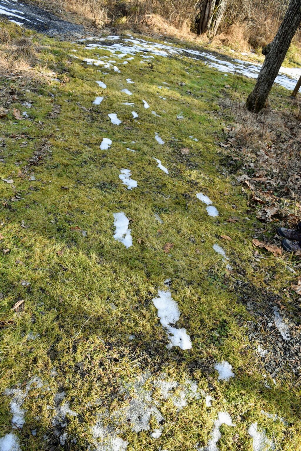 Image of human tracks