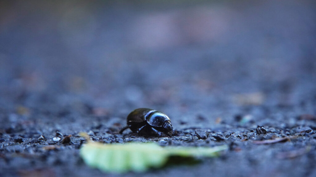 Close-up of a beetle on pavement