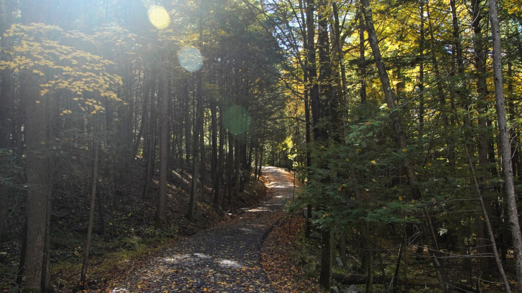 Sun shining through the trees onto a forest road