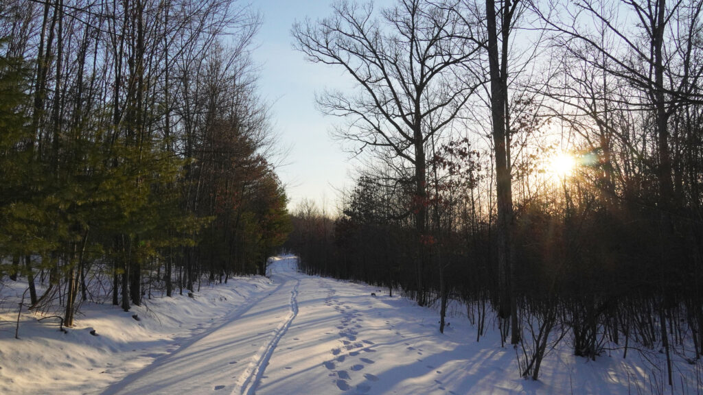 Footprints in the snow on a forest road