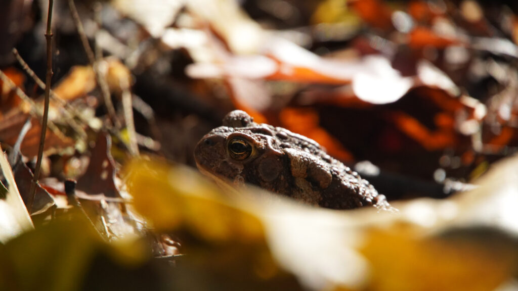 American Toad hiding in autumn leaves