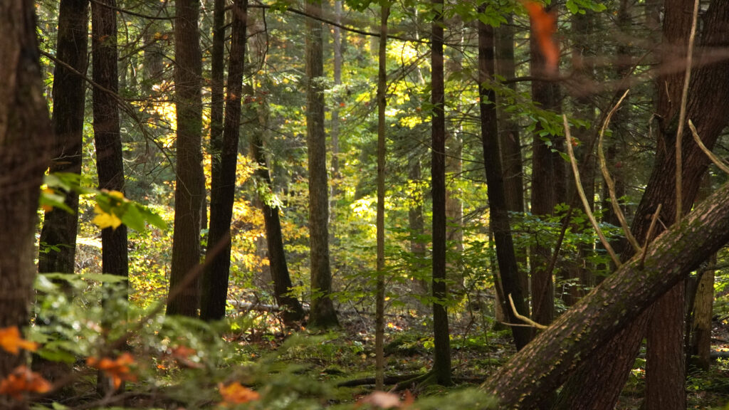 Pennsylvania forest
