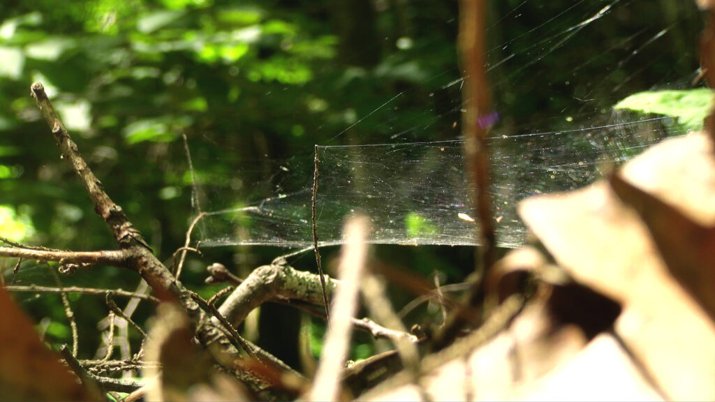 Spider webs on fallen leaves