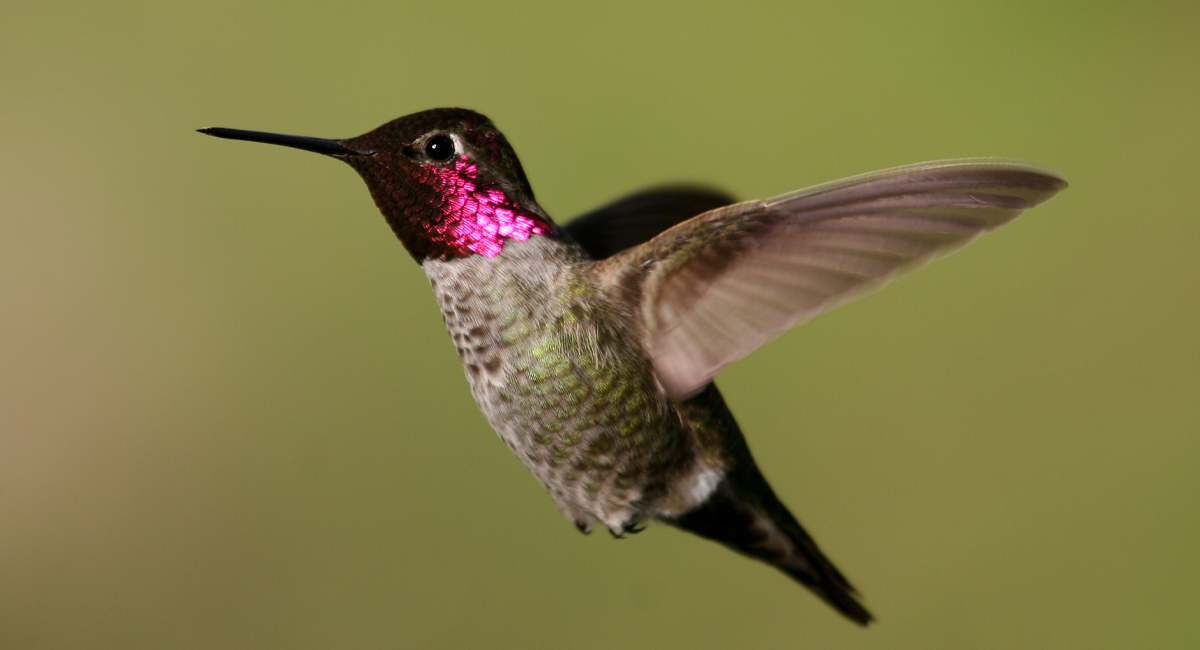 An Anna's Hummingbird.