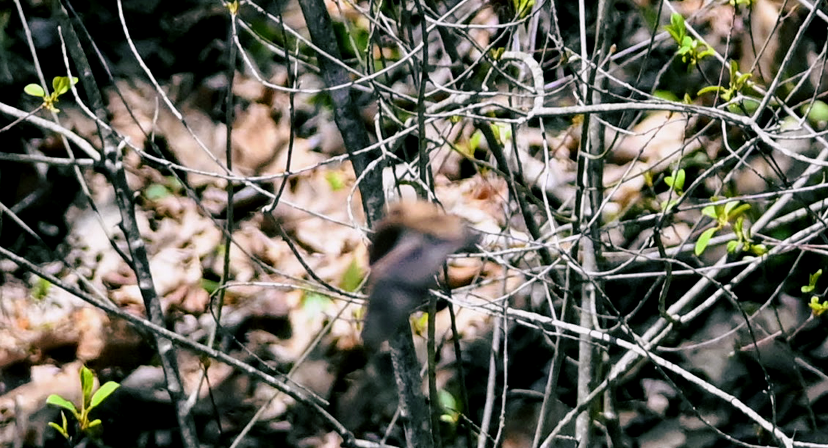 A bat flying in broad daylight.