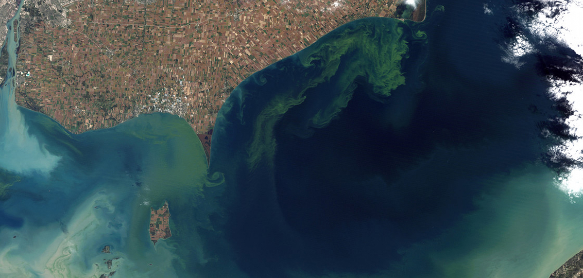 Satellite image of the Lake Erie algal bloom (NOAA).
