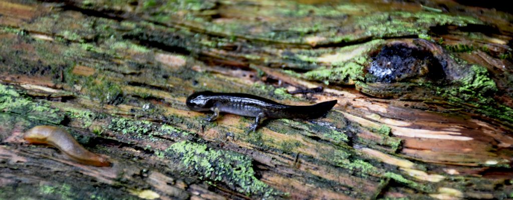 Image of a salamander and slug on a log