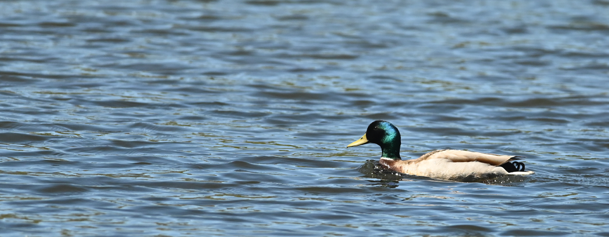 Mallard on the water